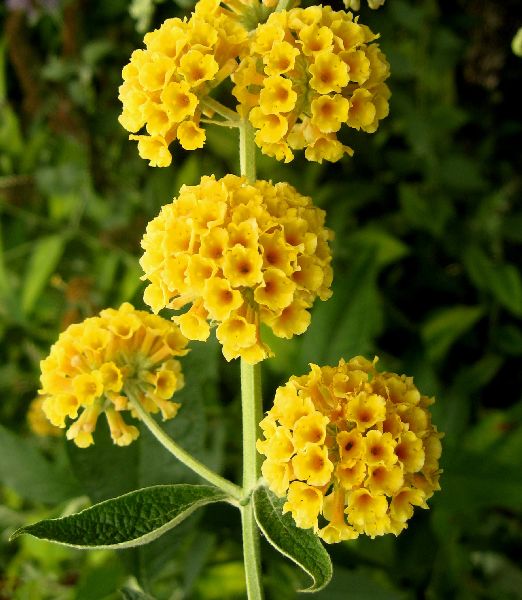 Buddleja x weyeriana "Sungold"